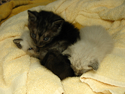 abandoned kittens that need help