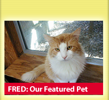 fred needs a home!