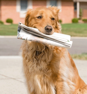 dog holding a newspaper in his  mouth