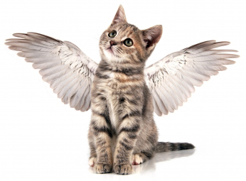 Angel kitty