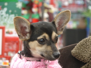 Princess Adopted