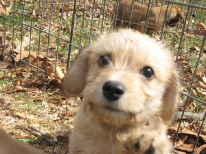 Rupert Adopted